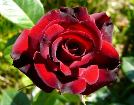 The best varieties of spray roses