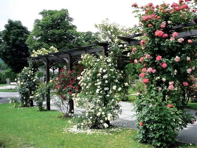 The best varieties of spray roses