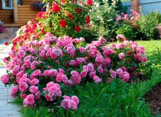 The best varieties of spray roses