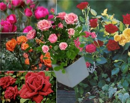 The best varieties of spray roses