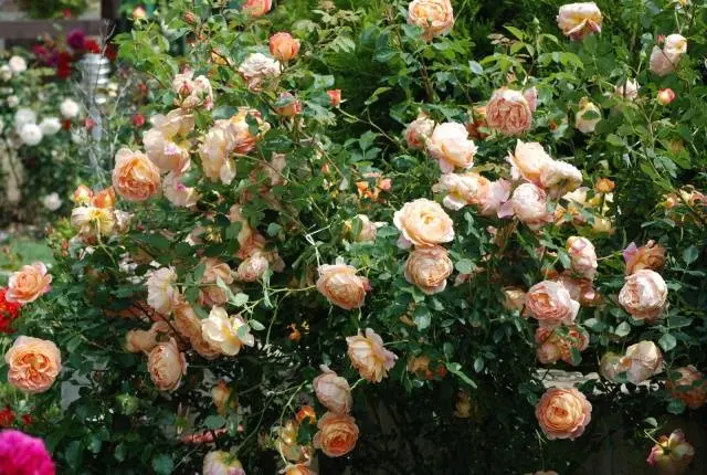 The best varieties of spray roses