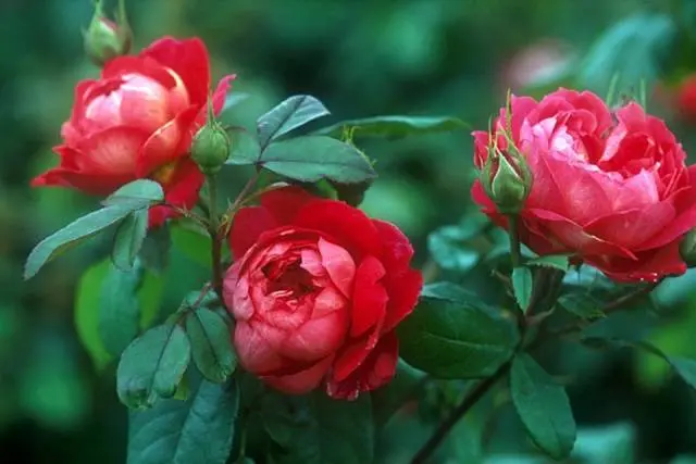 The best varieties of spray roses