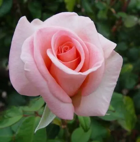 The best varieties of spray roses