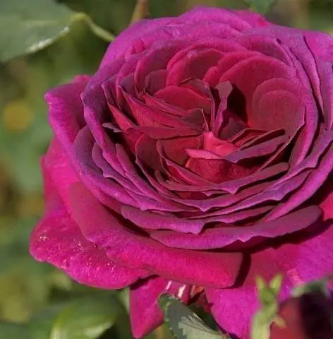 The best varieties of spray roses