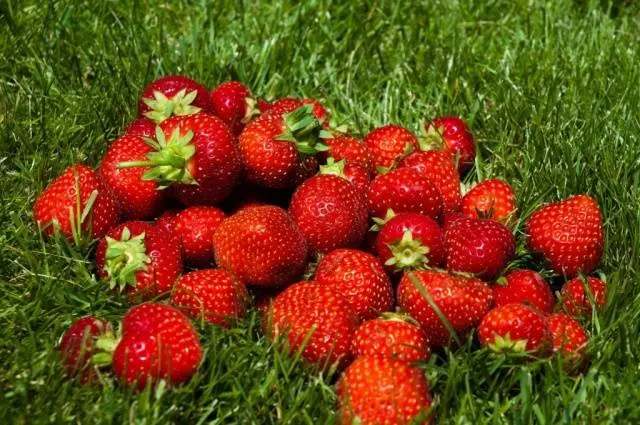 The best varieties of strawberries for the Moscow region: description