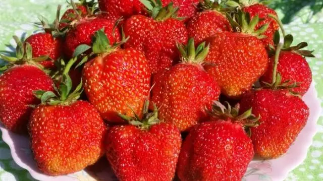 The best varieties of strawberries for the Moscow region: description