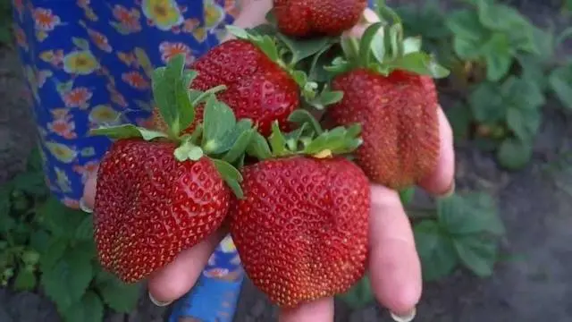 The best varieties of strawberries for the Moscow region: description