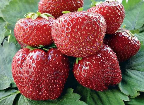 The best varieties of strawberries for the Moscow region: description