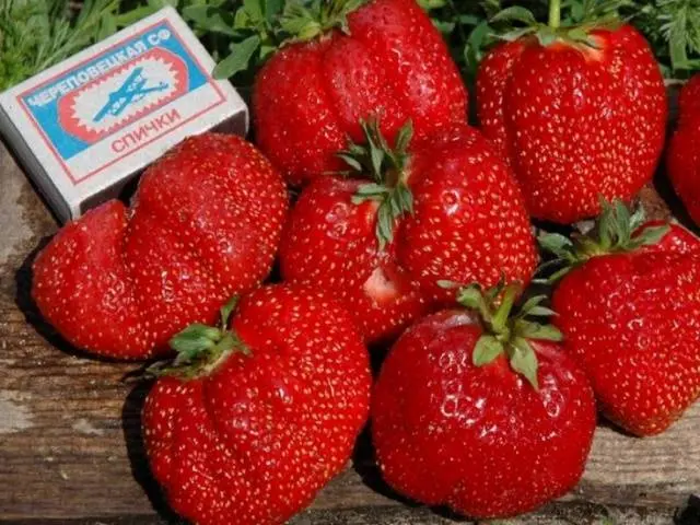 The best varieties of strawberries for the Moscow region: description