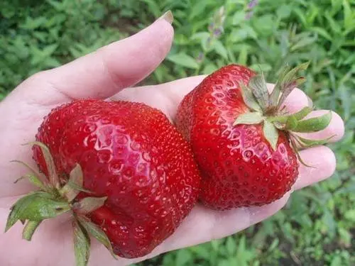 The best varieties of strawberries for the Moscow region: description