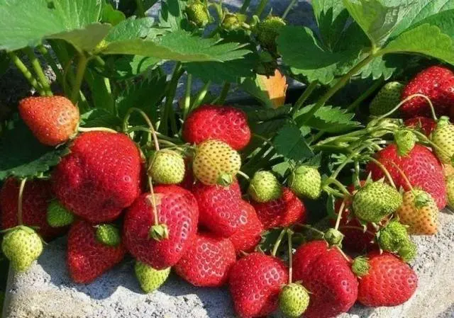 The best varieties of strawberries for the Moscow region: description