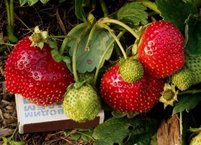 The best varieties of strawberries for the Moscow region: description