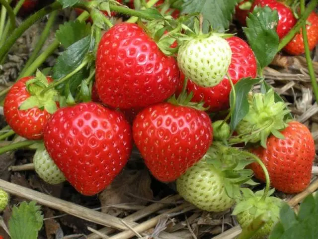 The best varieties of strawberries for the Moscow region: description