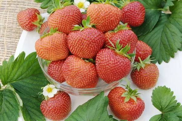 The best varieties of strawberries for the Moscow region: description