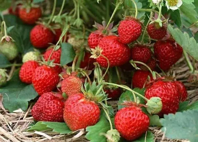 The best varieties of strawberries for the Moscow region: description