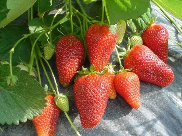 The best varieties of strawberries for the Moscow region: description