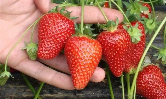 The best varieties of strawberries for the Moscow region: description