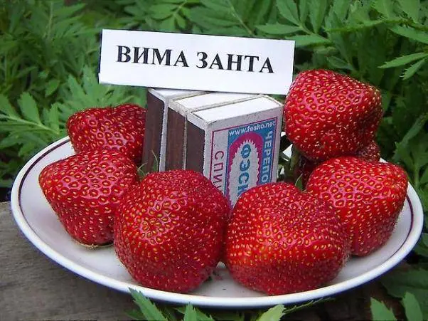 The best varieties of strawberries for the Moscow region: description