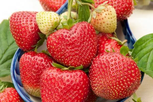 The best varieties of strawberries for the Moscow region: description