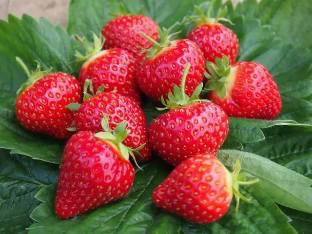 The best varieties of strawberries: reviews 