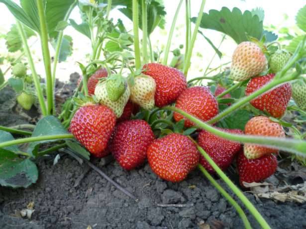 The best varieties of strawberries: reviews 