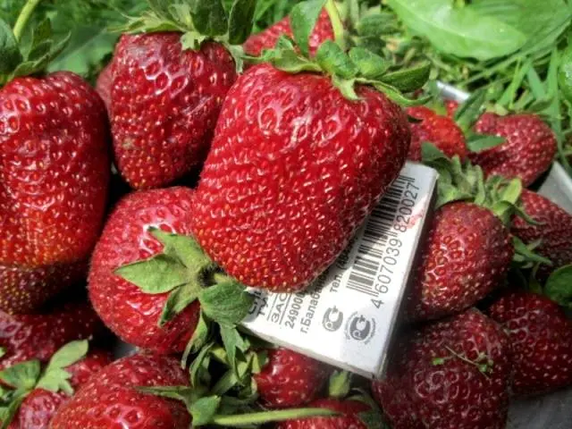 The best varieties of strawberries: reviews 