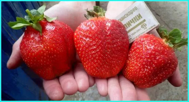 The best varieties of strawberries: reviews 