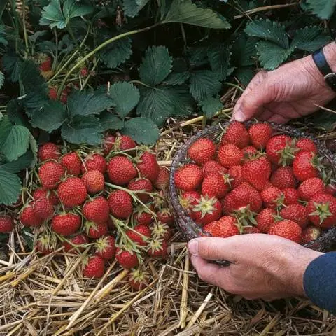 The best varieties of strawberries: reviews 