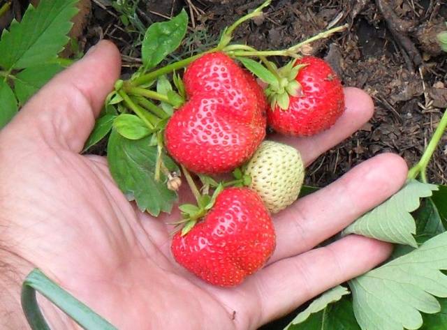 The best varieties of strawberries: reviews 