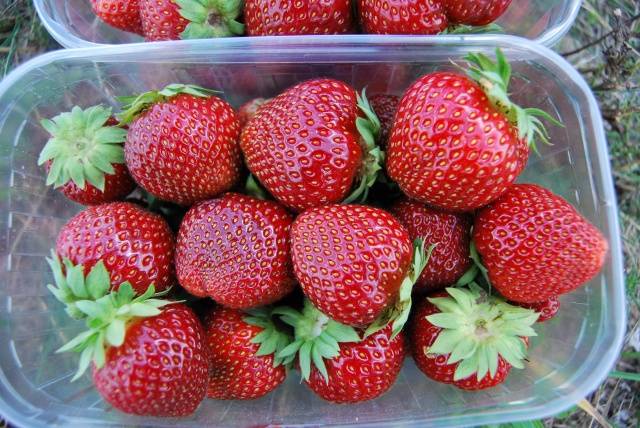 The best varieties of strawberries: reviews 