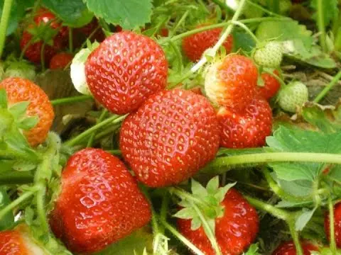 The best varieties of strawberries: reviews 