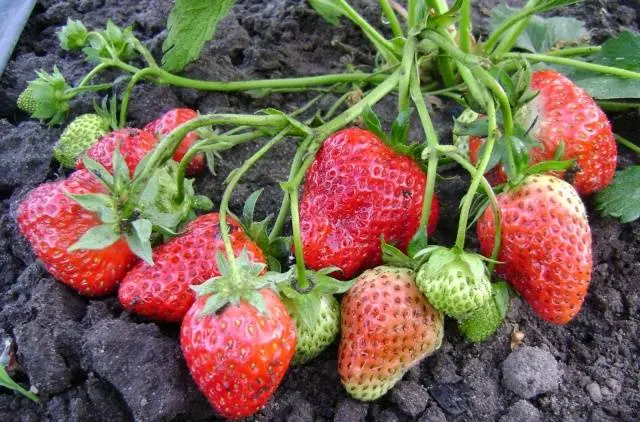 The best varieties of strawberries: reviews 