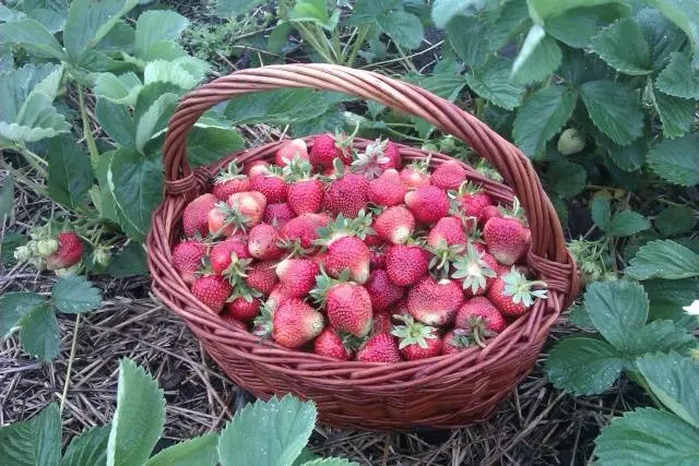 The best varieties of strawberries: reviews 