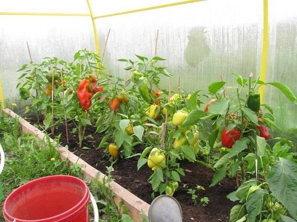 The best varieties of sweet pepper for greenhouses 