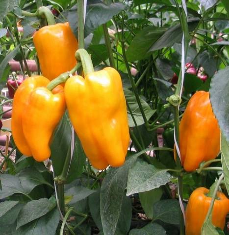 The best varieties of sweet pepper for greenhouses 