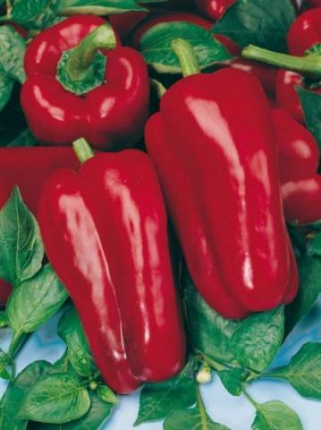 The best varieties of sweet pepper for greenhouses 