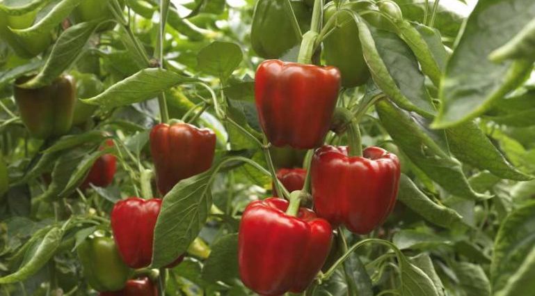 The best varieties of sweet pepper for greenhouses 