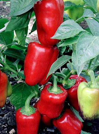 The best varieties of sweet pepper for greenhouses 