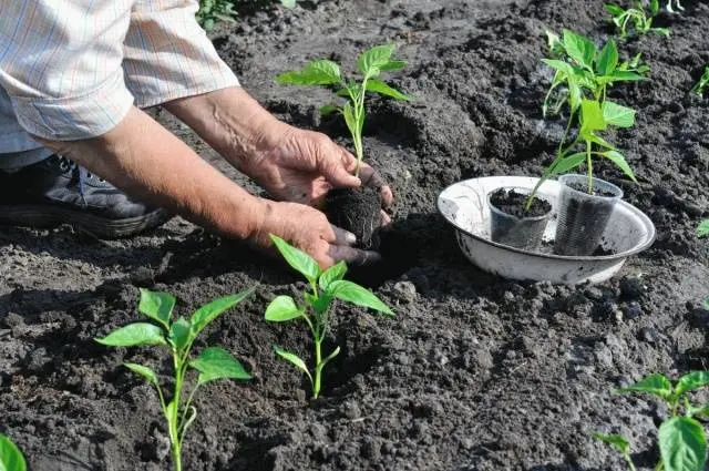 The best varieties of sweet pepper for open ground