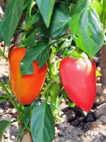 The best varieties of sweet pepper for open ground