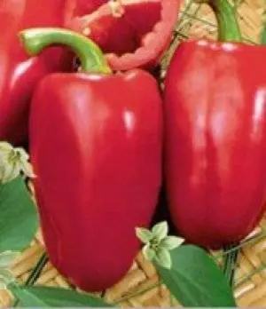 The best varieties of sweet pepper for open ground