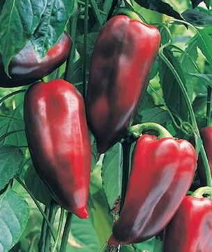 The best varieties of sweet pepper for the Moscow region 