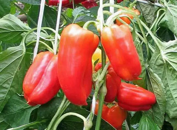 The best varieties of sweet pepper for the Moscow region 