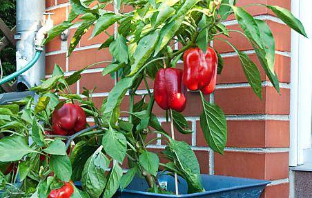 The best varieties of sweet pepper for the Moscow region 