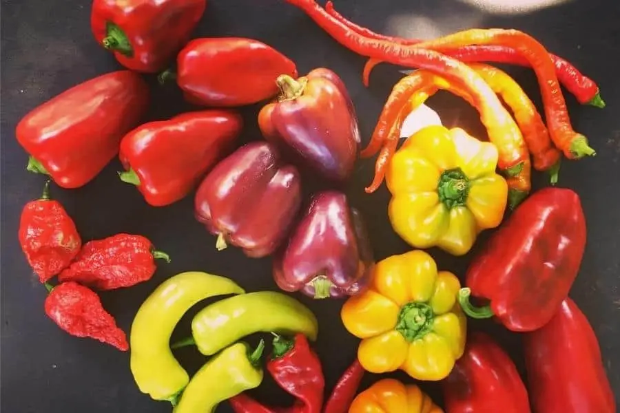 The best varieties of sweet pepper for the Moscow region 