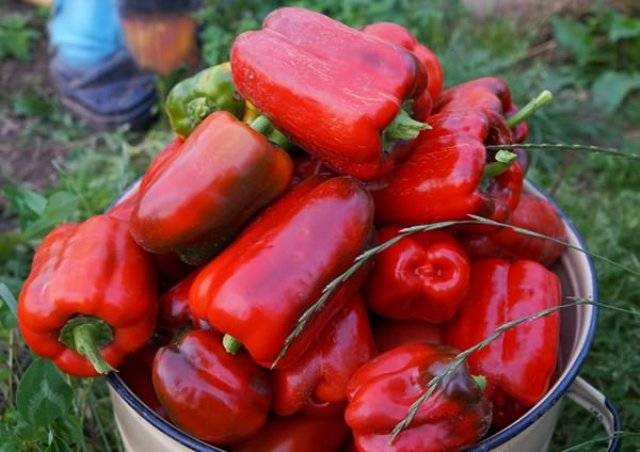 The best varieties of sweet pepper for the Urals