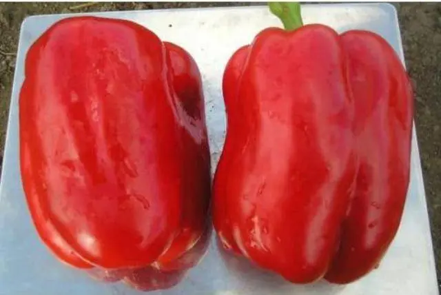 The best varieties of sweet pepper for the Urals