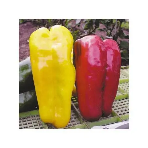 The best varieties of sweet pepper for the Urals