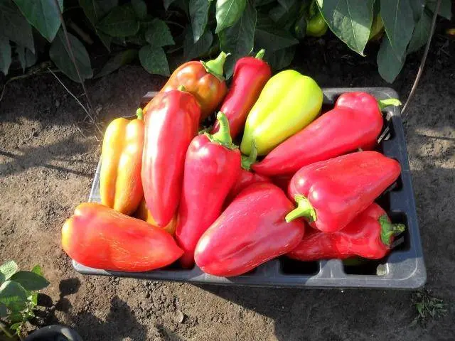 The best varieties of sweet pepper for the Urals