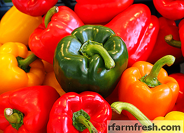 The best varieties of sweet pepper for the Urals